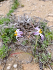 Leucocoryne appendiculata