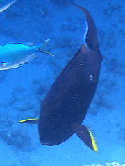 Acanthurus nigricauda