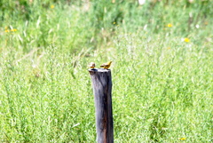 Sicalis olivascens