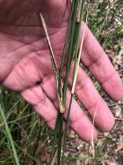 Austrostipa ramosissima