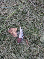 Asclepiadoideae