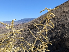 Atriplex torreyi