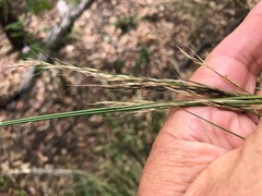 Austrostipa ramosissima
