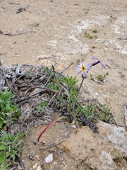 Leucocoryne appendiculata