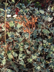 Eriogonum compositum