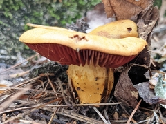 Cortinarius tinctorum
