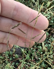 Bouteloua barbata barbata