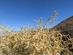 Atriplex torreyi