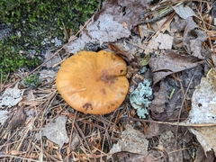 Cortinarius tinctorum
