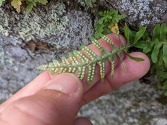 Polypodium virginianum