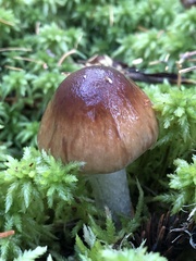 Cortinarius mucosus