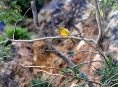 Sicalis olivascens