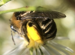 Melissodes druriellus