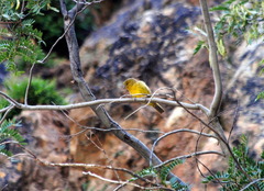 Sicalis olivascens