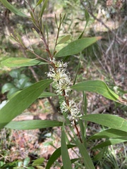 Hakea florulenta
