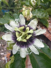 Passiflora edulis flavicarpa
