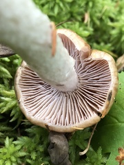 Cortinarius mucosus