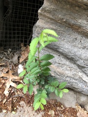 Ulmus