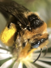 Melissodes druriellus