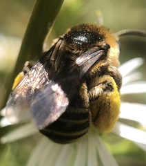 Melissodes druriellus