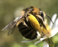 Melissodes druriellus