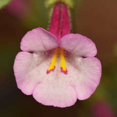 Diplacus