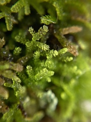 Lepidoziaceae