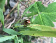 Stictocephala basalis