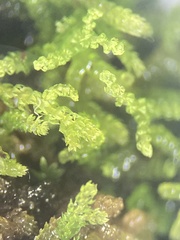 Lepidoziaceae