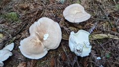 Albatrellus avellaneus