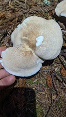 Albatrellus avellaneus