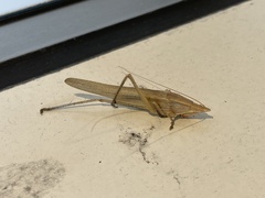 Euconocephalus varius