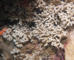 Cryptopolyzoon wilsoni