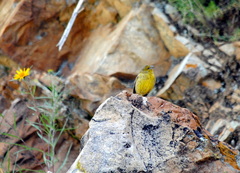 Sicalis olivascens