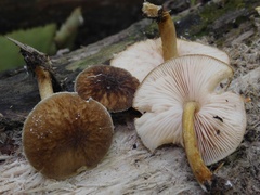 Pluteus granularis
