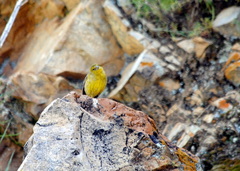 Sicalis olivascens