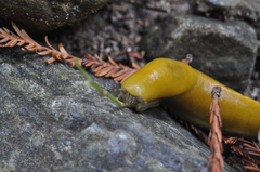 Ariolimax dolichophallus