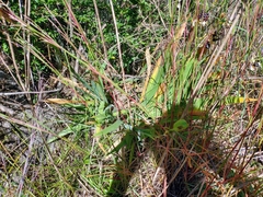 Iris domestica