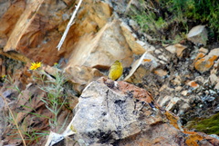 Sicalis olivascens