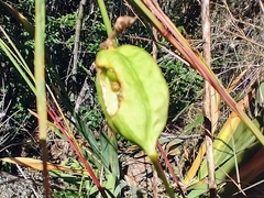 Iris domestica