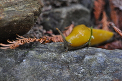 Ariolimax dolichophallus