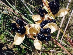Iris domestica