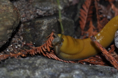 Ariolimax dolichophallus