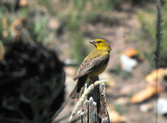 Sicalis olivascens