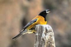 Phrygilus atriceps