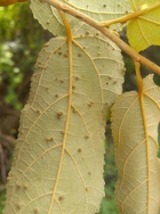 Aceria guazumae