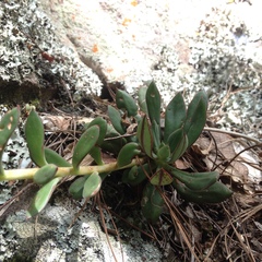 Echeveria nodulosa