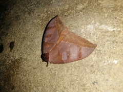 Hemileucinae