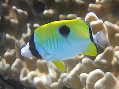 Chaetodon unimaculatus