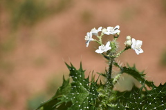 Cnidoscolus maculatus